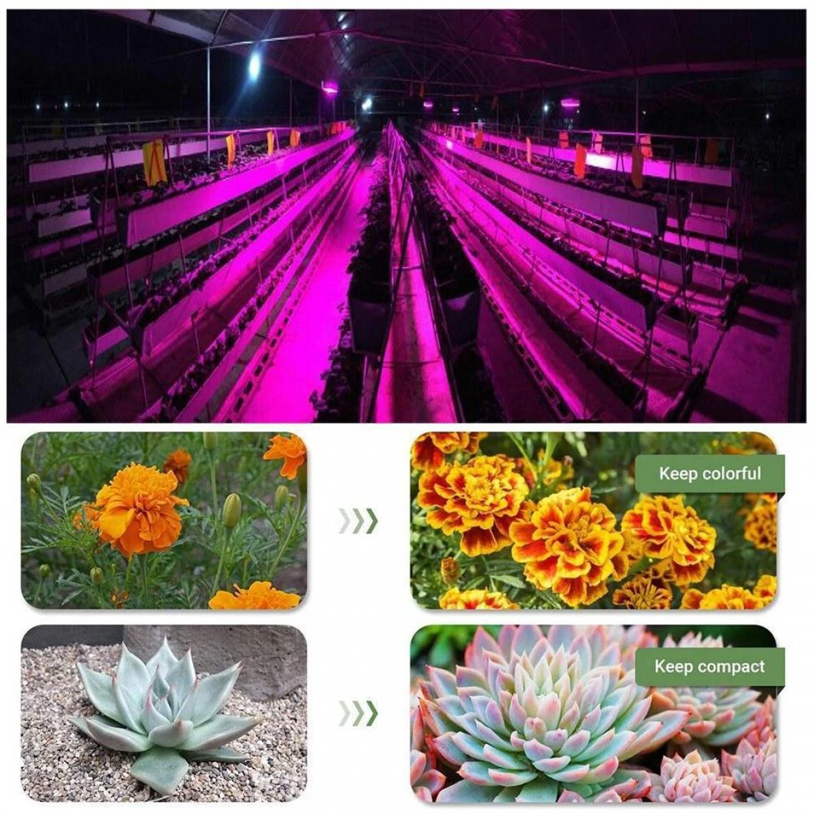 Justgreenbox LED élèvent Des Ampoules à Spectre Complet UV IR Lampe De Culture H... 3 Justgreenbox LED élèvent Des Ampoules à Spectre Complet UV IR Lampe De Culture H... – Image 3